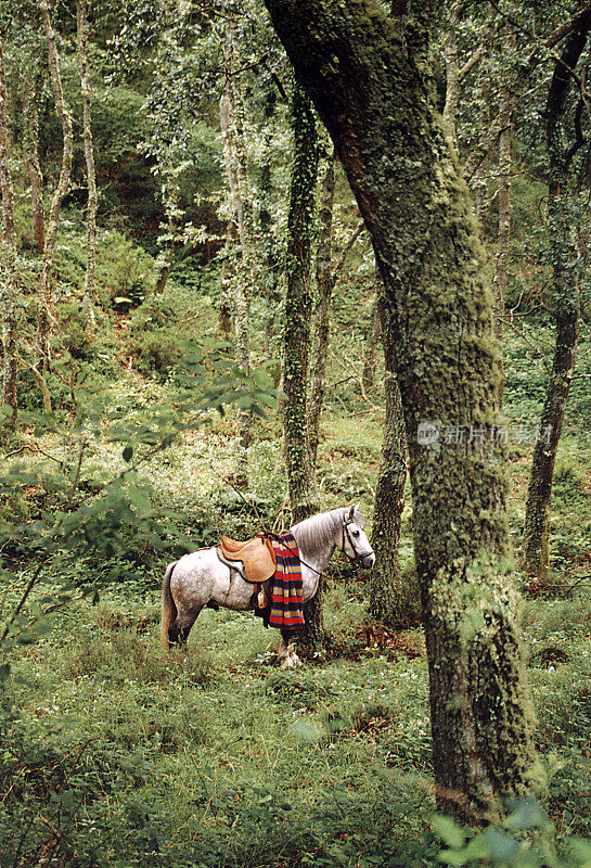 马蒂德索的名字是“rapa das bestas”，Viveiro, Galicia, Spain。